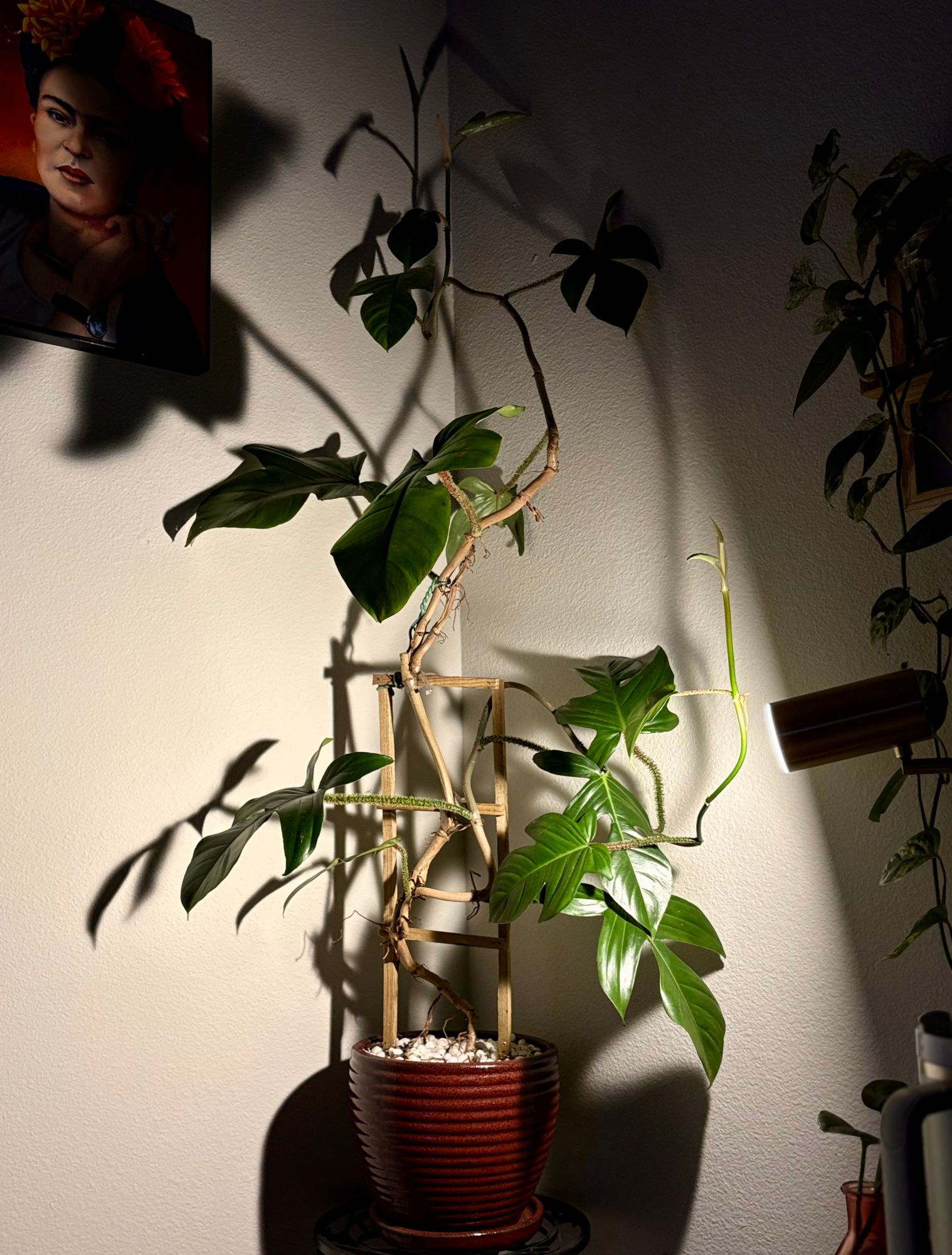 A climbing philodendron on a trellis in a lamp-lit corner