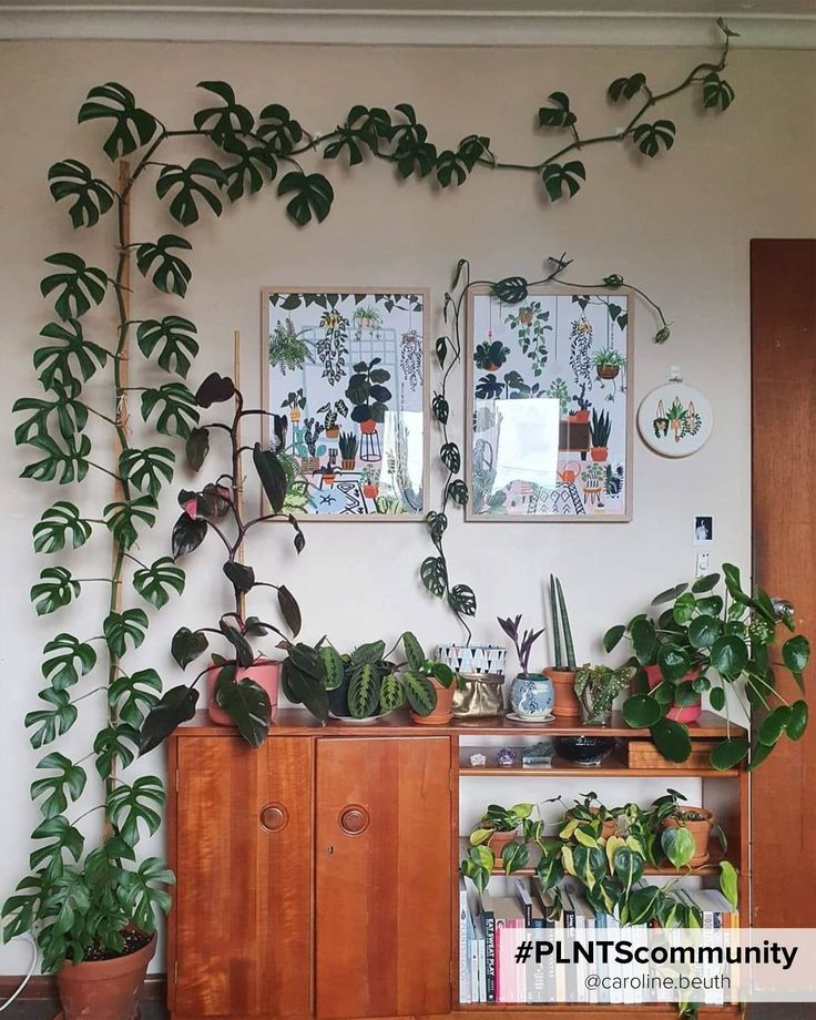 Lush plant-filled living room with trailing Monstera