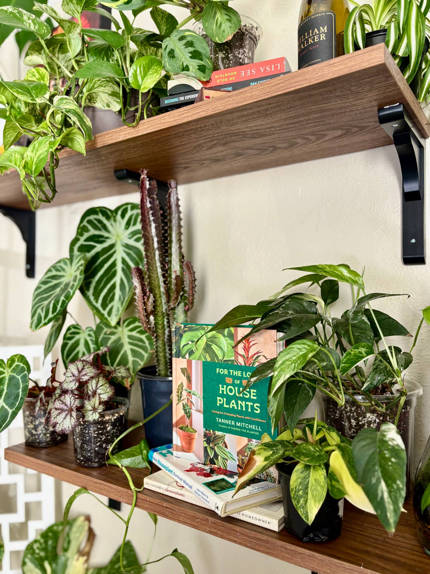 Wall shelves layered with pothos, anthurium, begonia and other houseplants