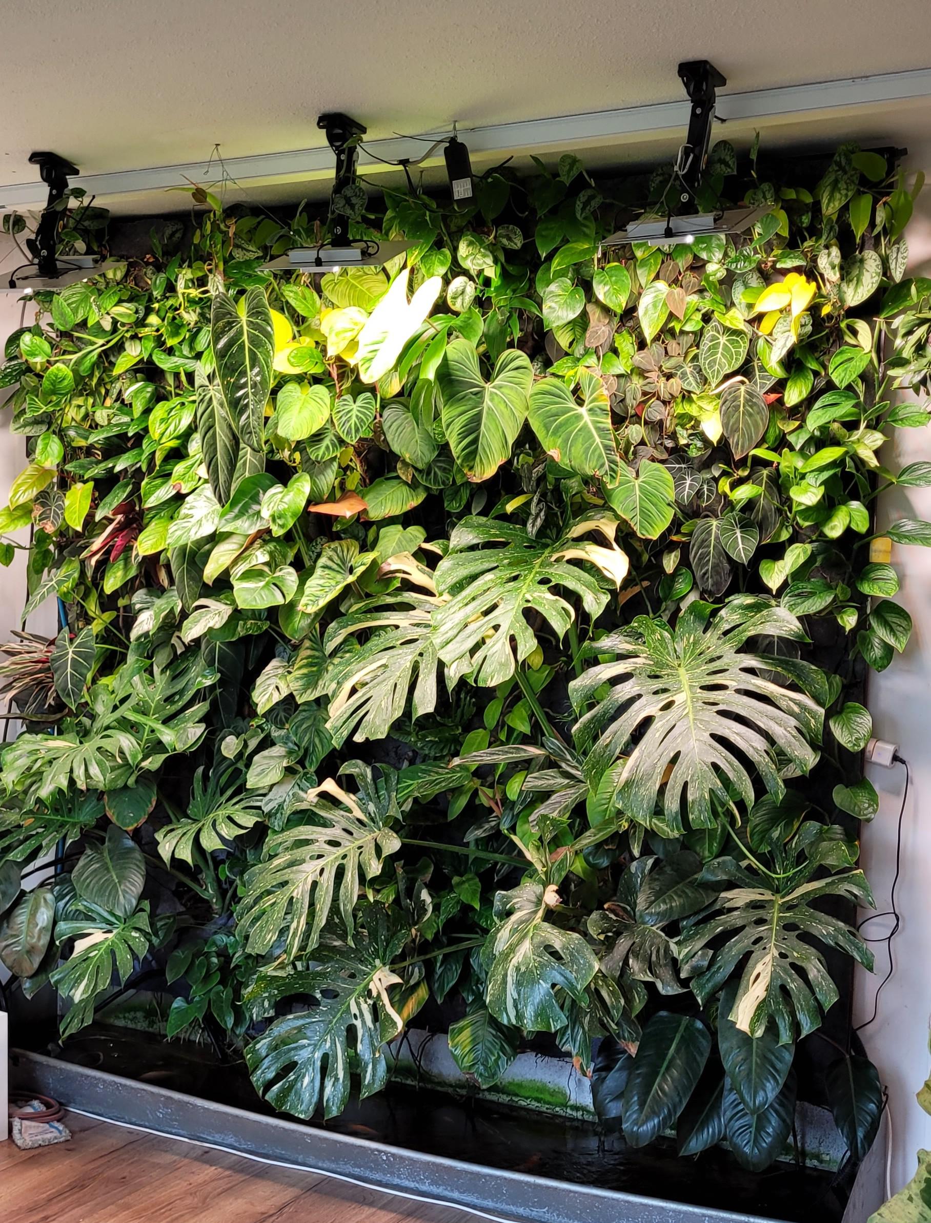 Lush living plant wall with variegated Monstera and Philodendron