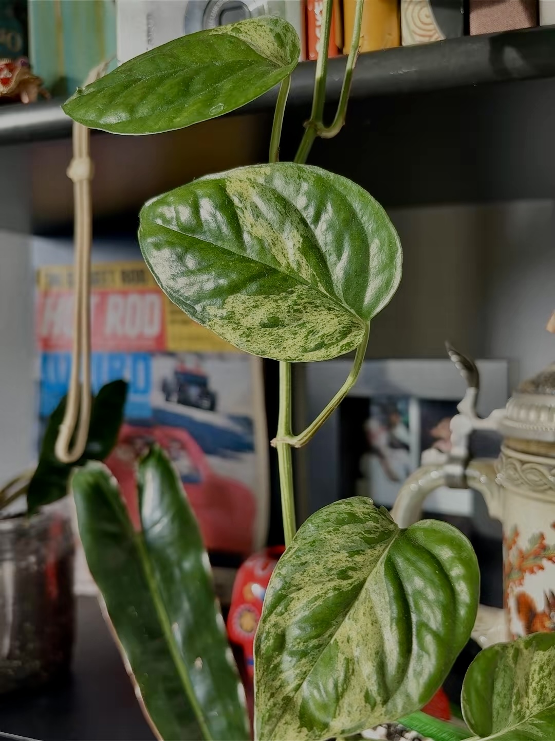 Close-up of a variegated pothos leaf